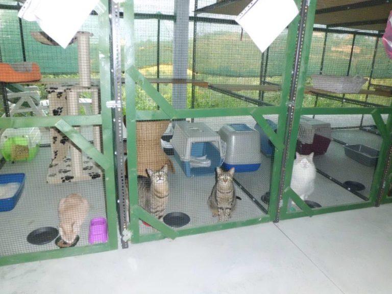 Pensione Per Gatti Como E Provincia